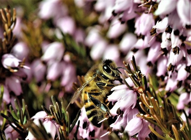 粉红色和花粉图片下载