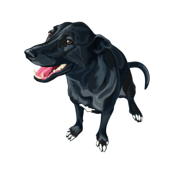 狗创造了杂交拉布拉多猎犬和图片下载