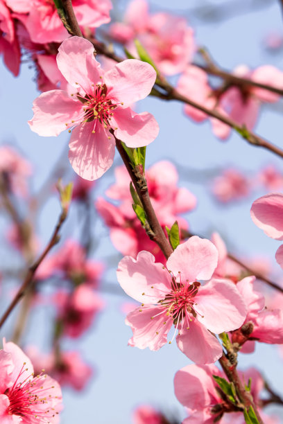 桃花在春天的花园里盛开图片下载