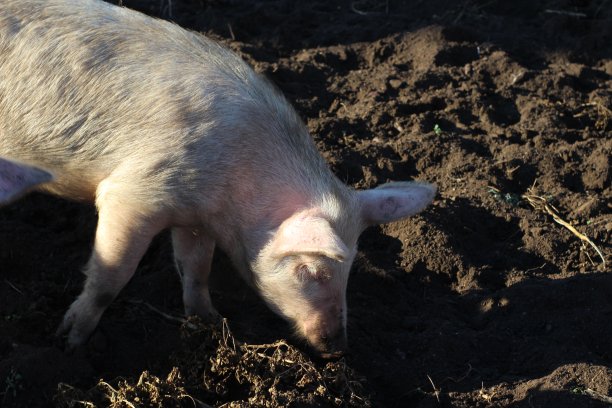 粉红色猪在农场用鼻子挖地的照片图片下载