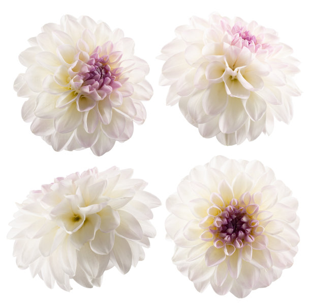 分离在白色背景上的白色大丽花的收集图片下载