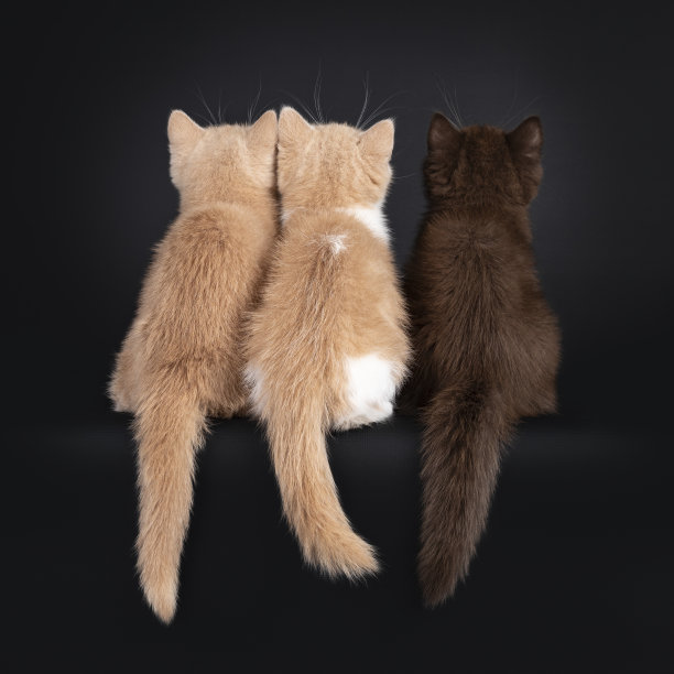 可爱的英国短毛猫在黑色的背景图片下载