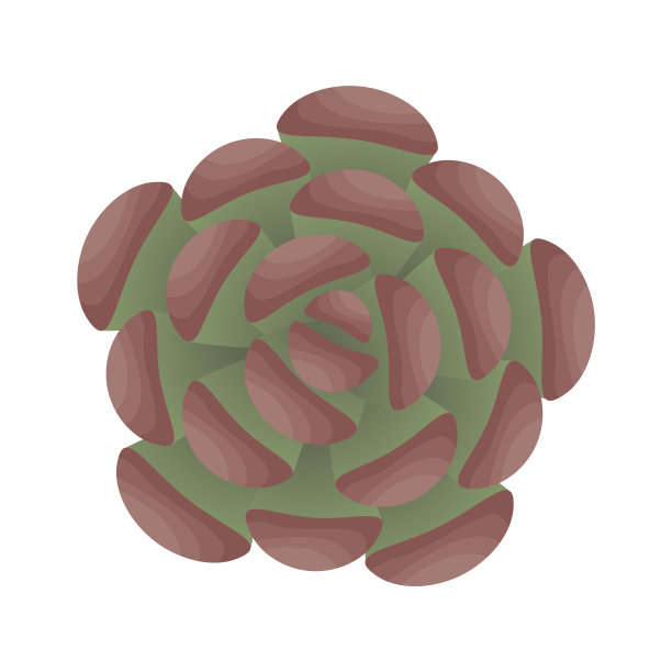 多汁。从上往下看。图片下载