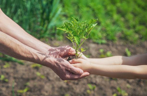 孩子和父亲在花园里种西红柿。有选择性的重点。图片下载