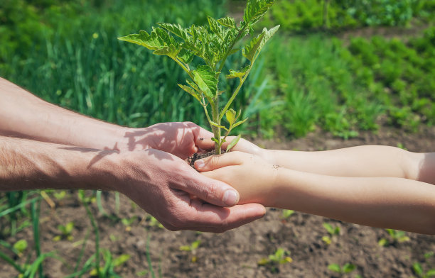 孩子和父亲在花园里种西红柿。有选择性的重点。图片下载