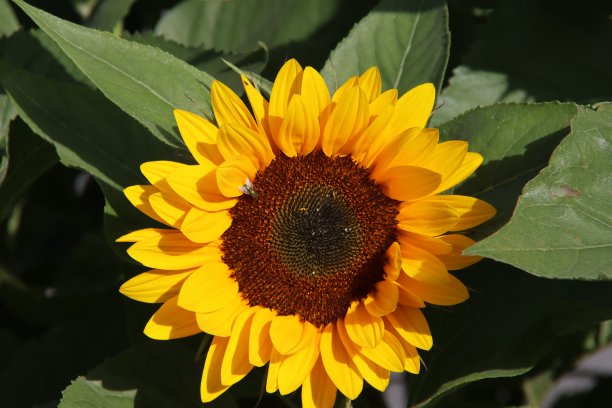 向日葵头孤立在靠近图片下载