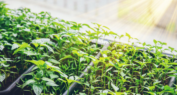 花盆里的辣椒苗。有选择性的重点。图片下载