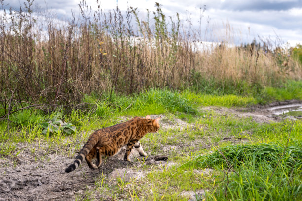 孟加拉猫在大自然中行走，照片在移动图片下载