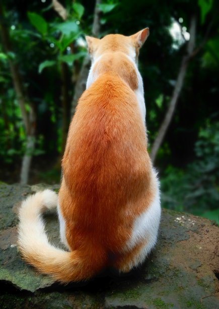 萨姆苏尔雄猫图片下载