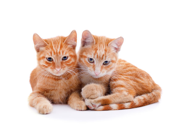 两个小小猫。图片下载