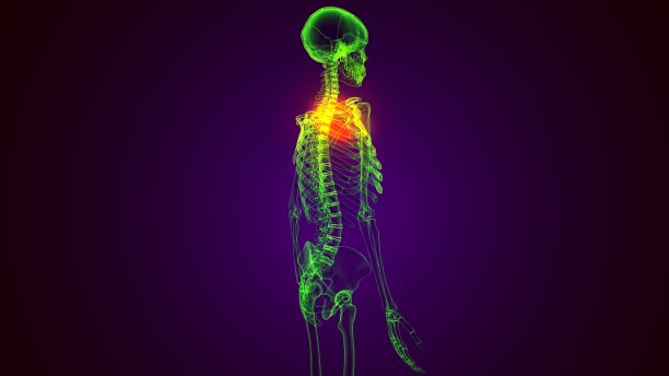 人体骨骼解剖肋骨Cage第1骨3D渲染医学概念图片下载