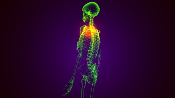 人体骨骼解剖肋骨Cage第1骨3D渲染医学概念图片下载