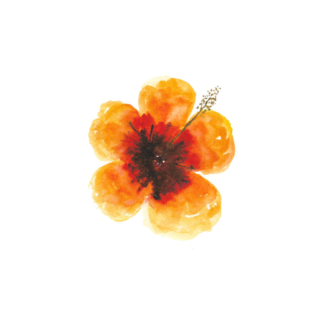 水彩热带黄色hibisсus花孤立在白色上图片下载