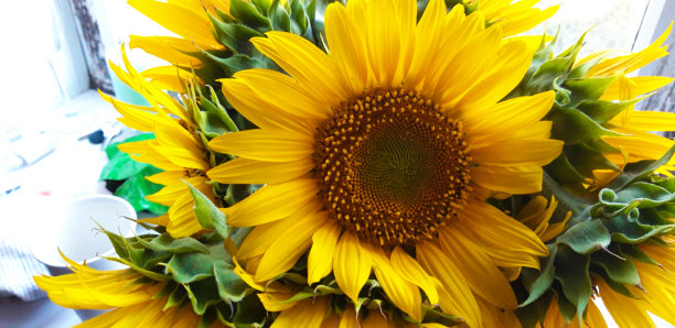 向日葵花图片下载