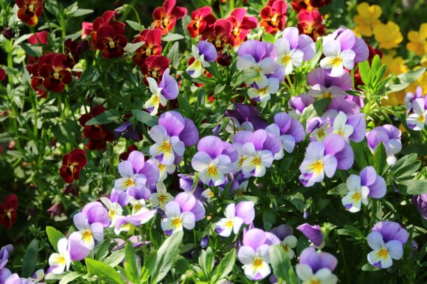 三色堇花图片下载