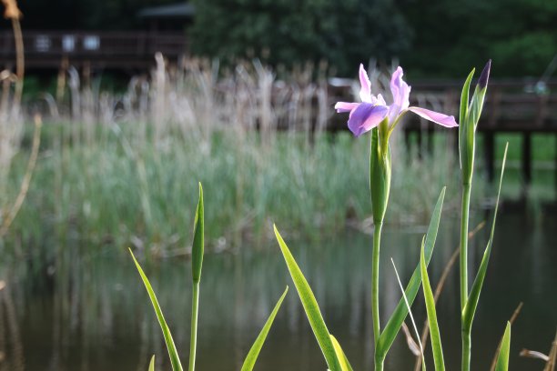 蓝色鸢尾图片下载