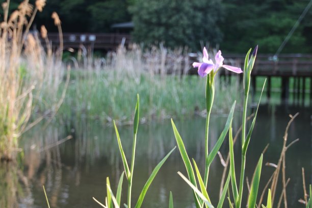 蓝色鸢尾图片下载