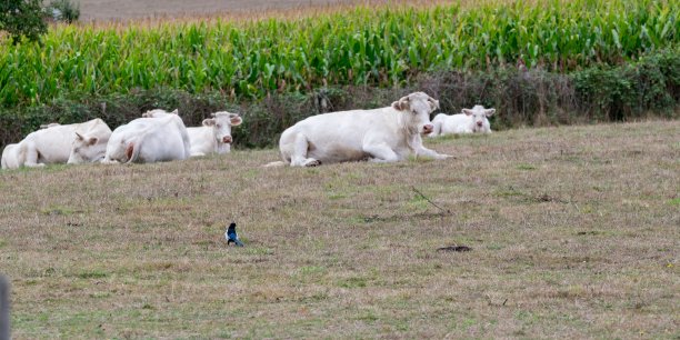 草地上的奶牛图片下载