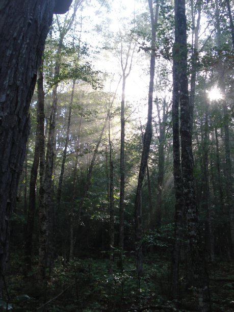 森林在日出图片下载