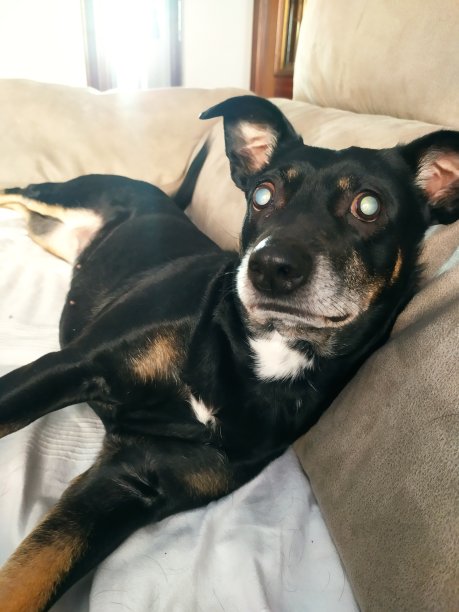 黑色的狗狗狗图片下载