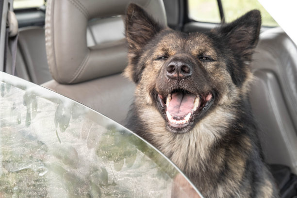 快乐旅行的狗图片下载