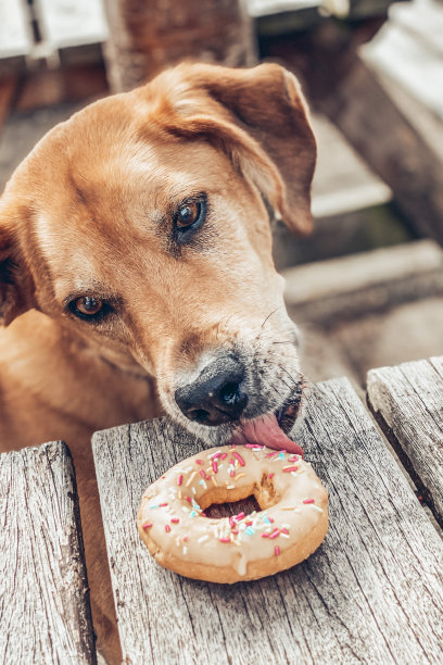 饥饿的狗图片下载