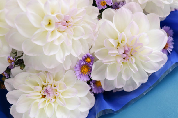 蓝色背景上的白色大丽花花束图片下载