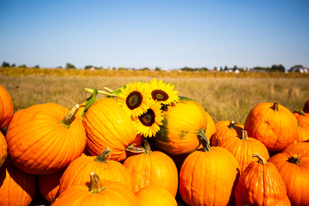 南瓜和向日葵在田野，蓝天图片下载