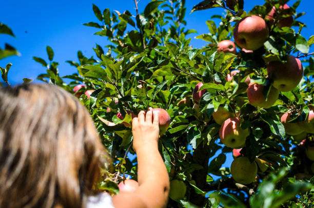 夏天，孩子用手从树上采摘美味的红苹果。图片下载