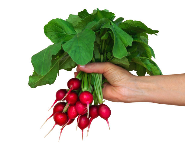 女人的手拿着一串萝卜孤立在白色的背景图片下载