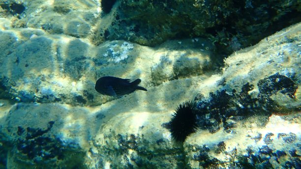 希腊爱琴海海底小热带鱼或地中海小热带鱼(小热带鱼)图片下载