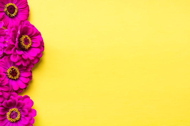 黄色背景上的百日草花。文字空间，平铺。图片下载