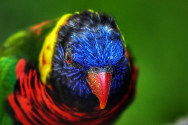 吸蜜鹦鹉近距离图片下载