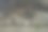 在旧的烧焦的木板缝隙里的一朵花。一个木制的水平背景。图片下载