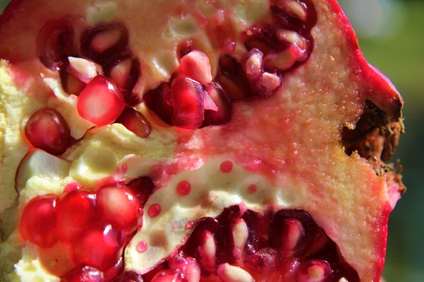 健康的水果图片下载