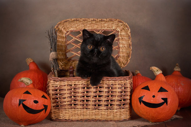 黑猫作为万圣节的象征在柳条篮子和一个橙色的南瓜图片下载
