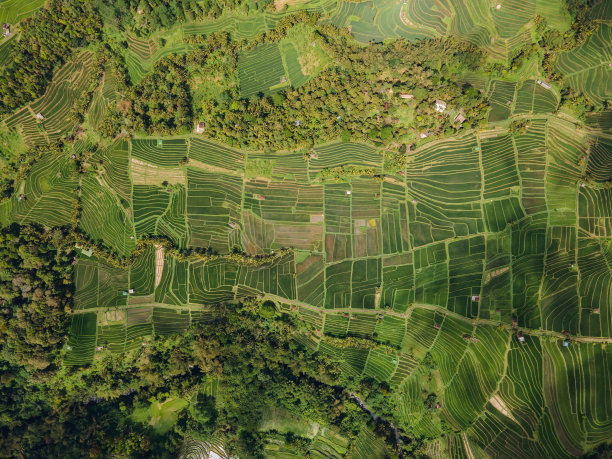 无人机拍摄的印尼乌布的jatiluwith绿色水稻梯田。巴厘岛的标志。图片下载