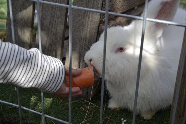 可爱可爱的毛绒绒的小白兔坐在草地上，小女孩正在给小兔子胡萝卜图片下载