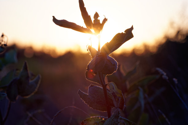 阳光在草地上刺眼图片下载