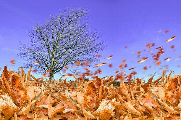 秋天的天气，风，空气，树的叶子棕色，在天空飞翔图片下载