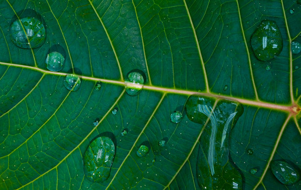 树叶上渐变图案的美丽图片下载