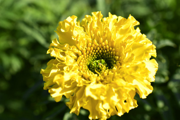 黄花万寿菊(万寿菊)直立安提花报春花图片下载