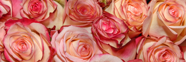 背景是美丽的花朵。关闭了。全景。图片下载