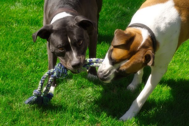 两只狗在草地上玩绳子图片下载
