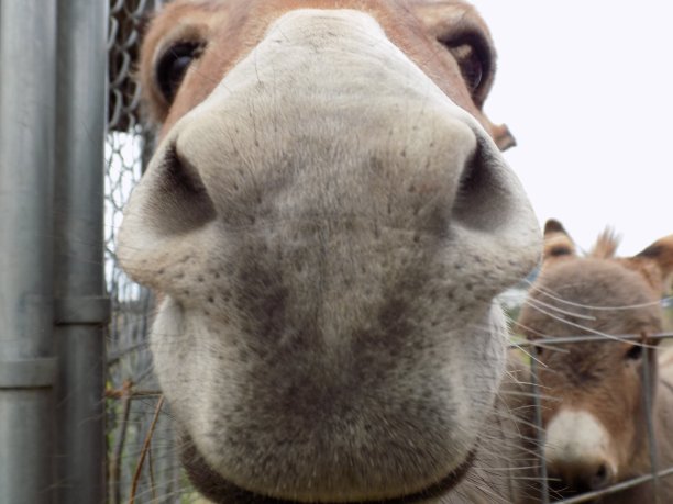 好奇的驴图片下载