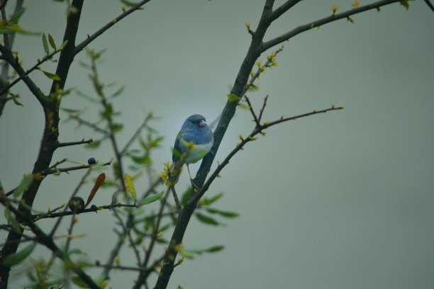 阴天晚上的蓝鸟图片下载