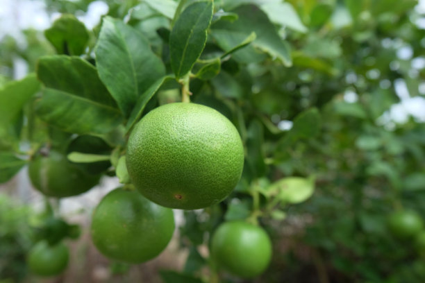 新鲜的酸橙在树上。特写镜头的石灰。图片下载