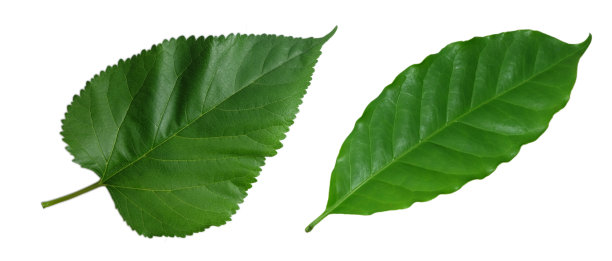 绿色桑叶和咖啡叶孤立在白色的背景。图片下载