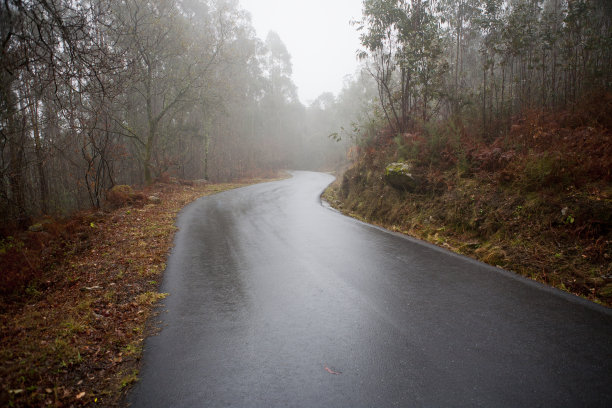 森林中的雾图片下载