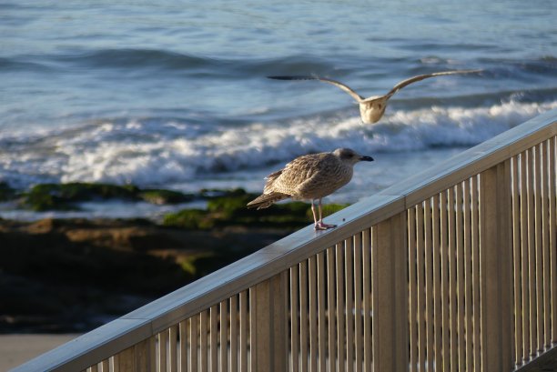 飞行的海鸥图片下载